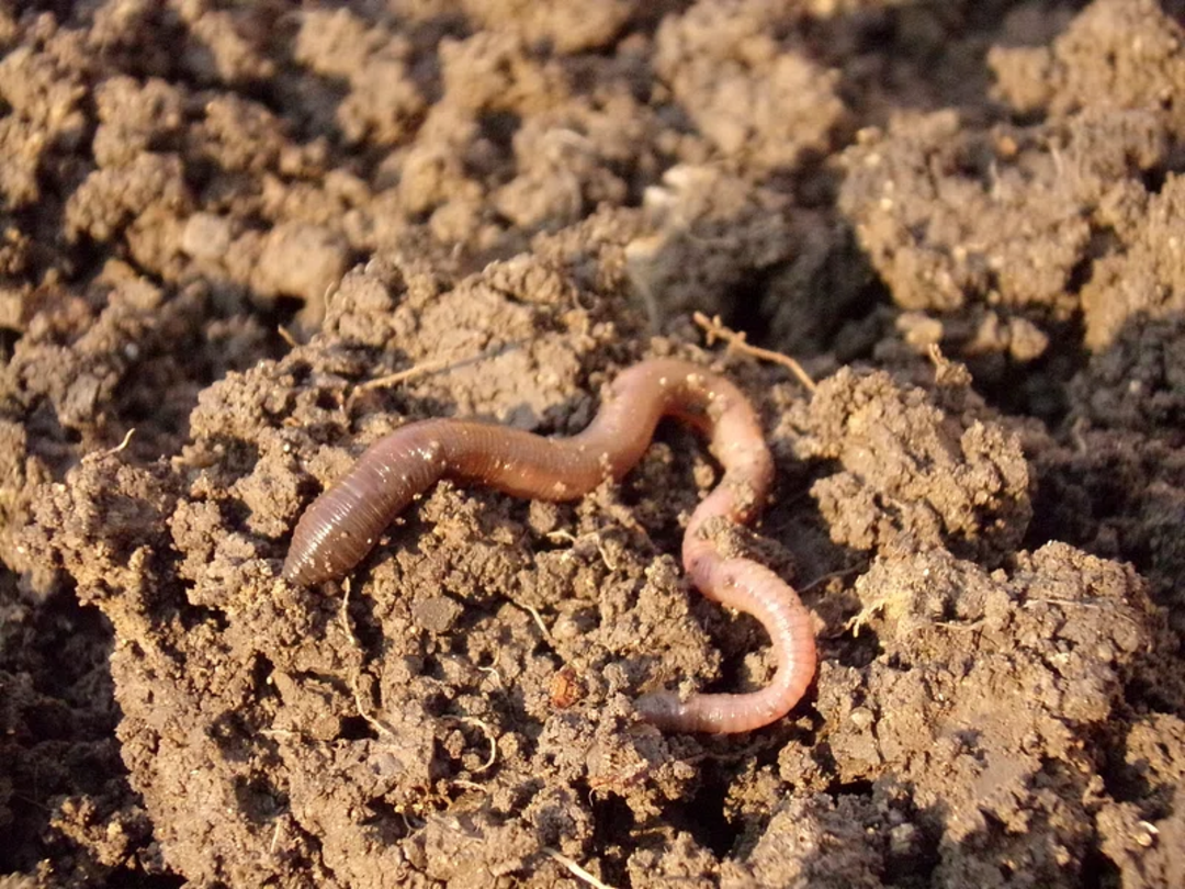15. Do worms have brains?