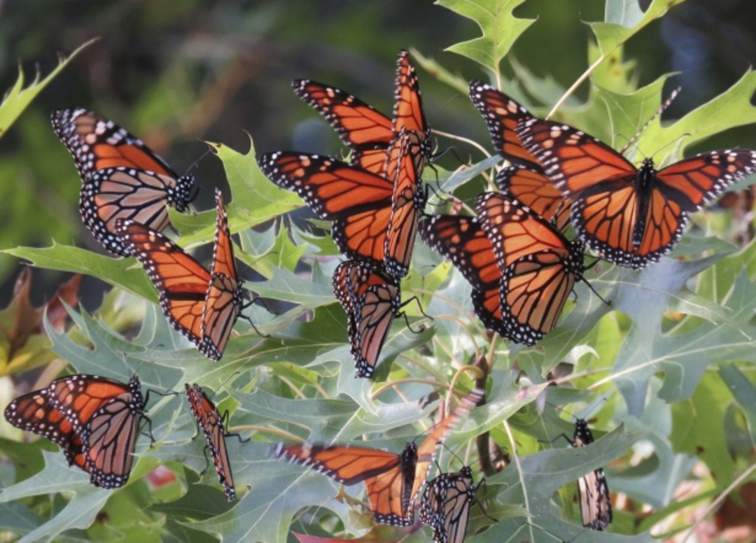 19. What are “Butterflies in the stomach”?