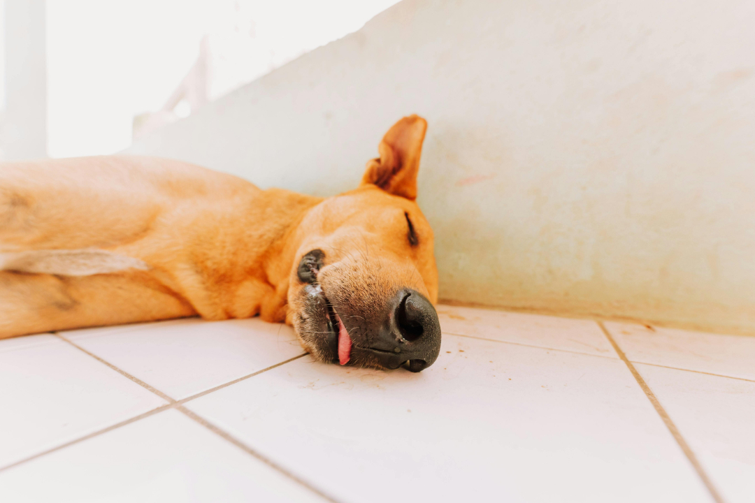 10. Do dogs and other animals dream like humans?