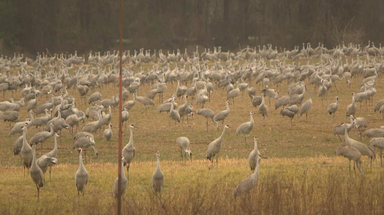 Festival of the Cranes returns to Decatur
