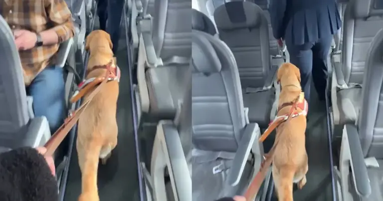 Video: Guide dog helps 'blind owner' find seat on plane