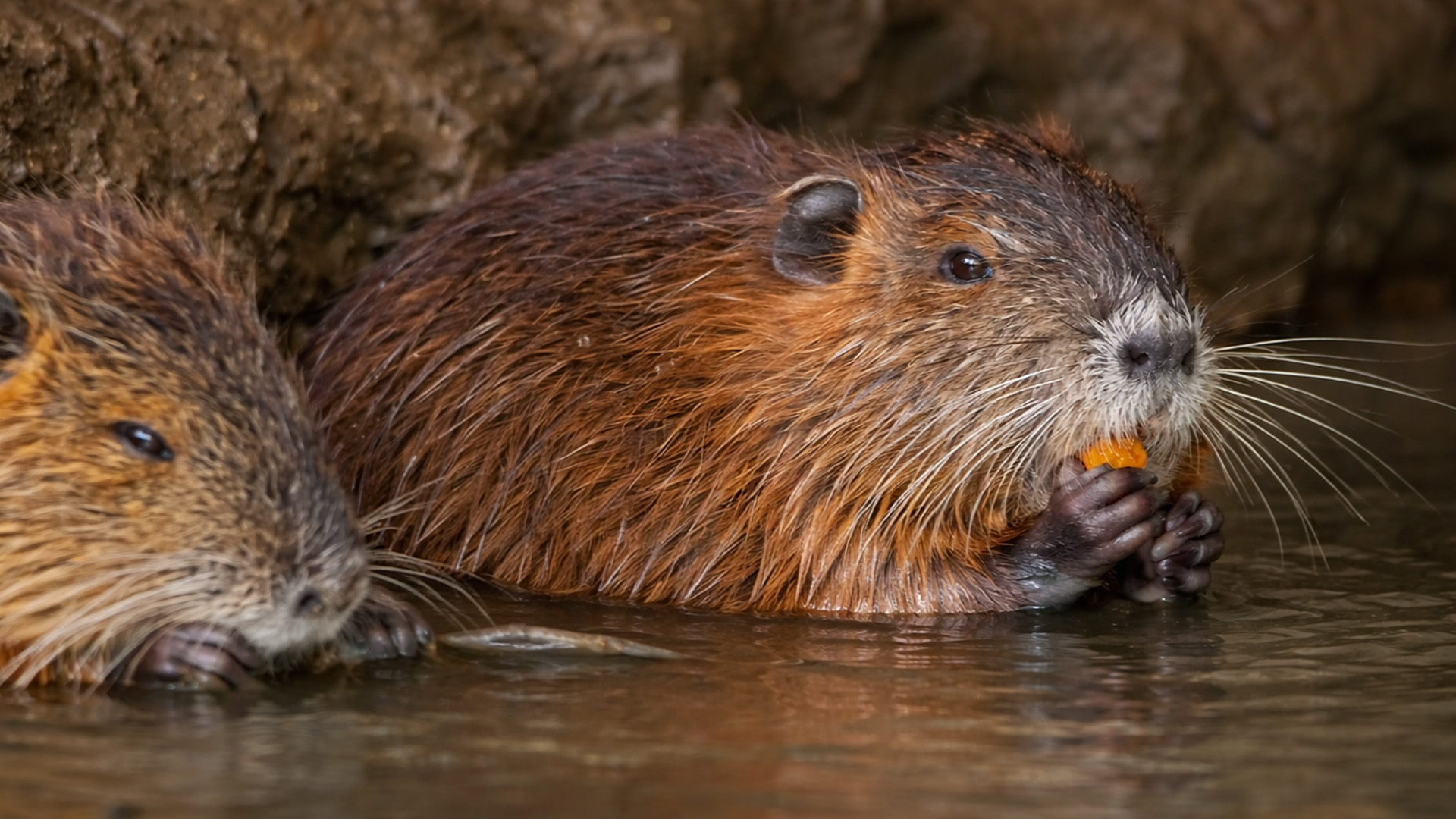 Našel jsem dvě nutrie, jak se krmí u řeky