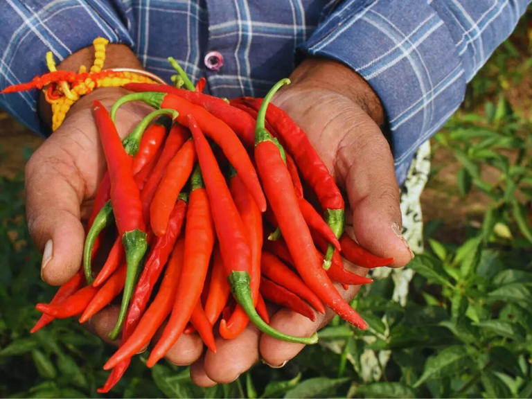 How to grow red chillies on your balcony garden; tips and tricks