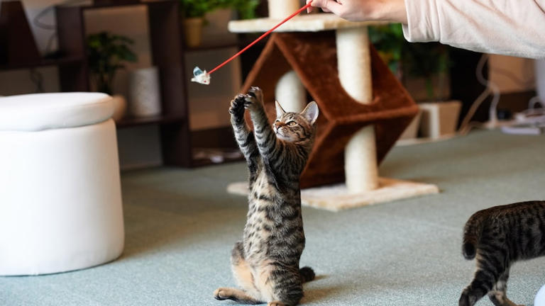 8 enriching games to entertain cats