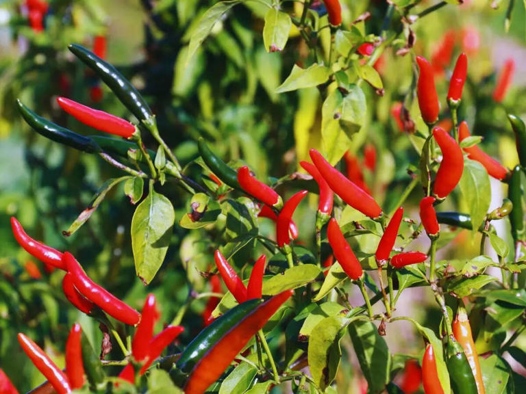 How to grow red chillies on your balcony garden; tips and tricks