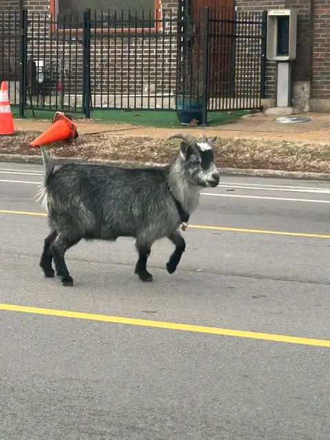 Goat on the run in St. Louis; multiple monkeys still as well