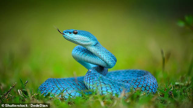 Zootopia 2 sparks sales of dangerous snakes as fans flock to import the ...