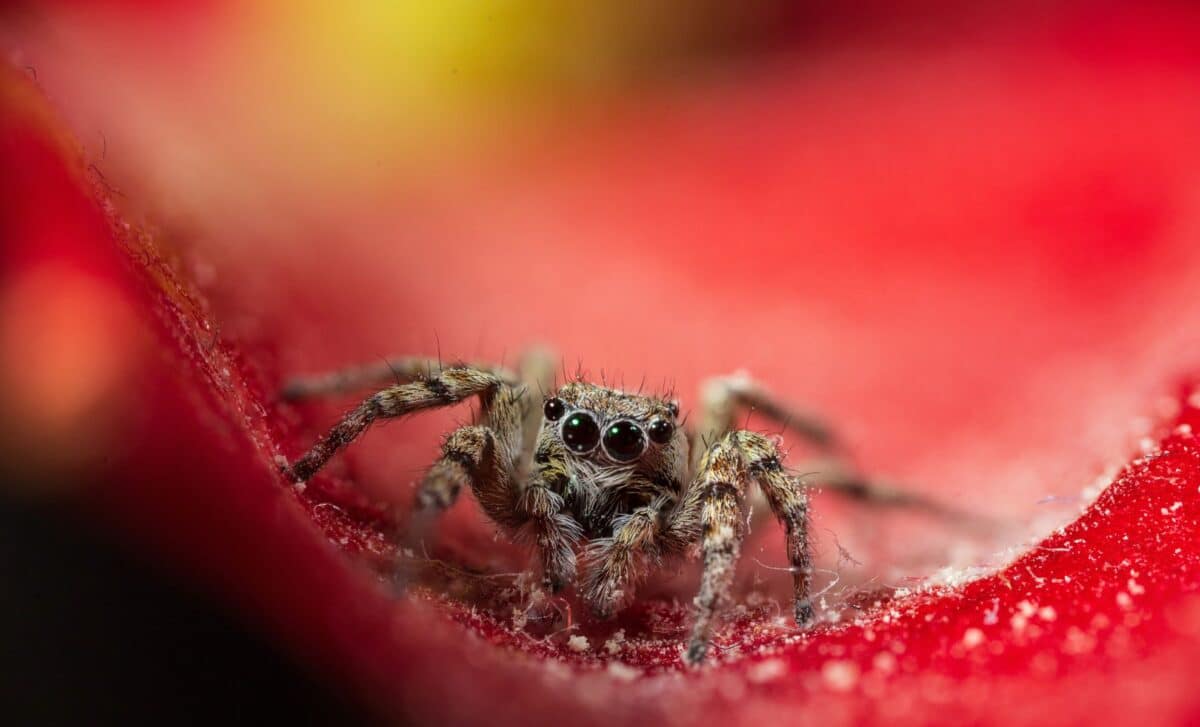 This island spider that deletes half its DNA, and scientists say it ...