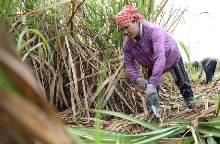 Khi gió bấc tràn qua mặt
