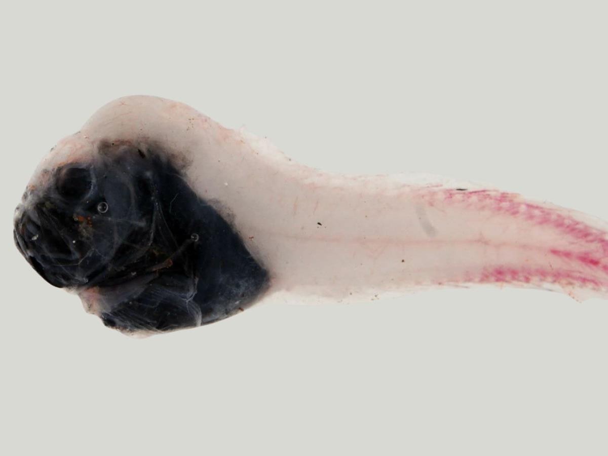 Une espèce de poisson jusqu’alors inconnue découverte au large de la ...
