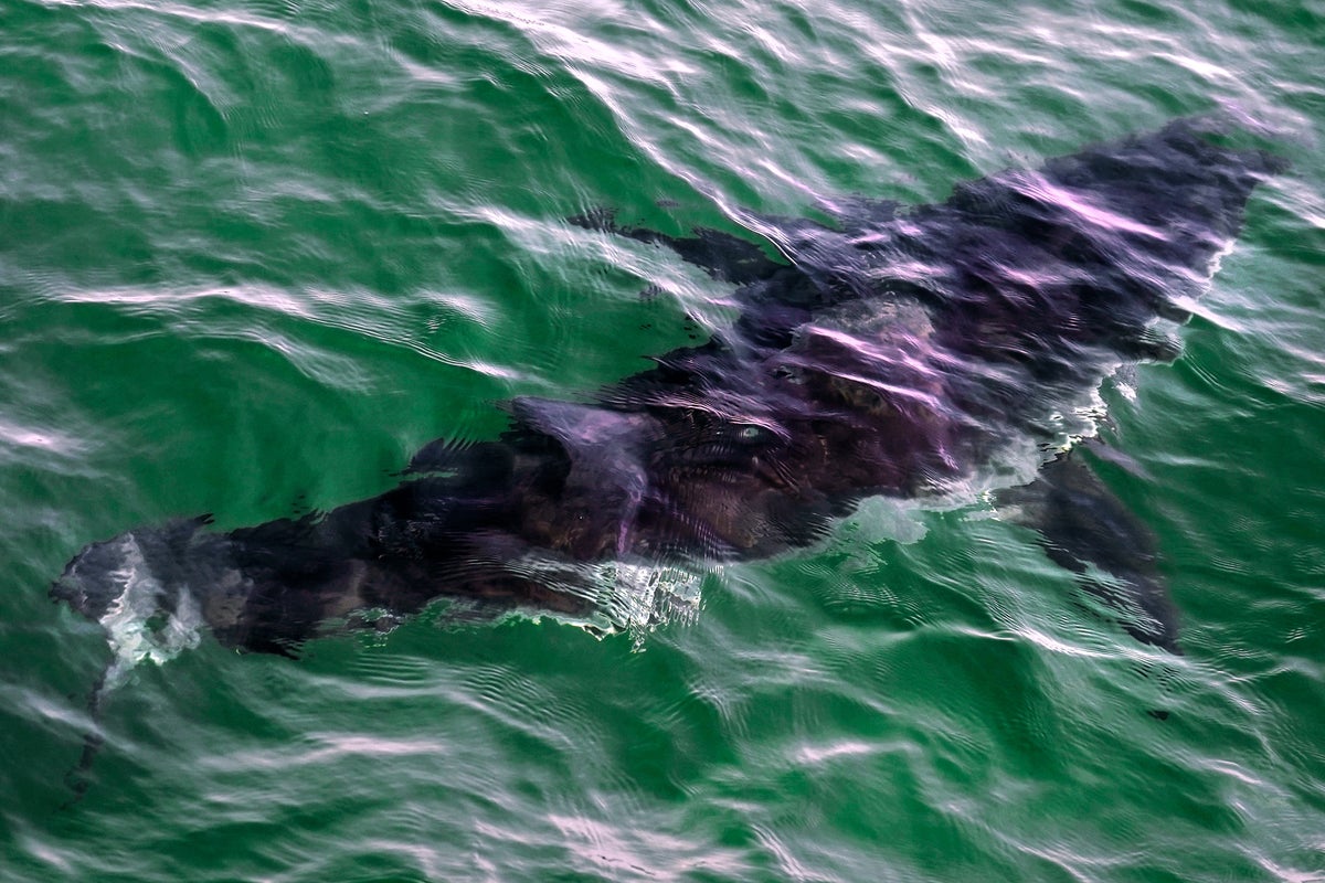 Body of triathlete mauled by shark in Northern California is recovered