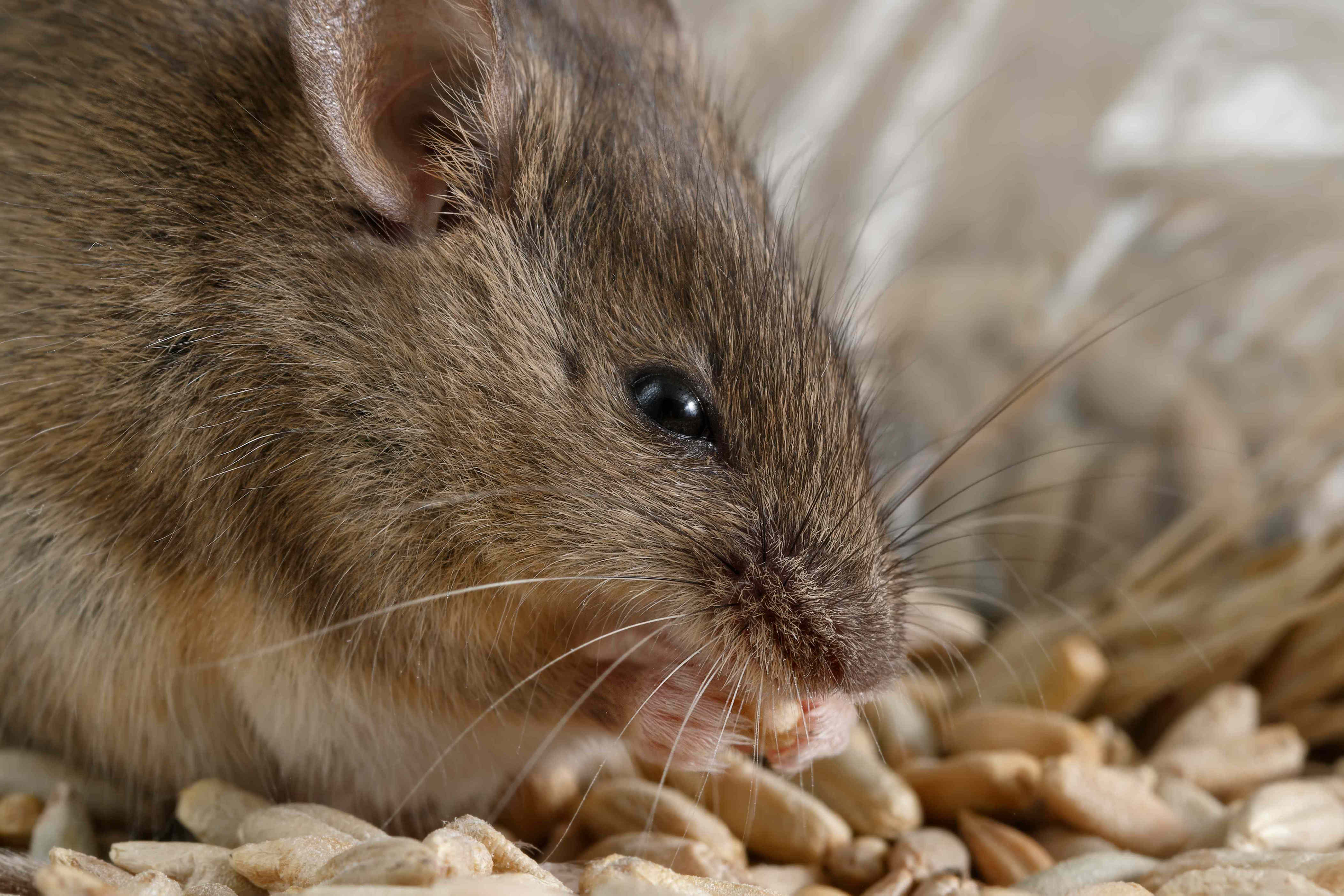 The one natural mouse repellent pest pros trust to work all winter long