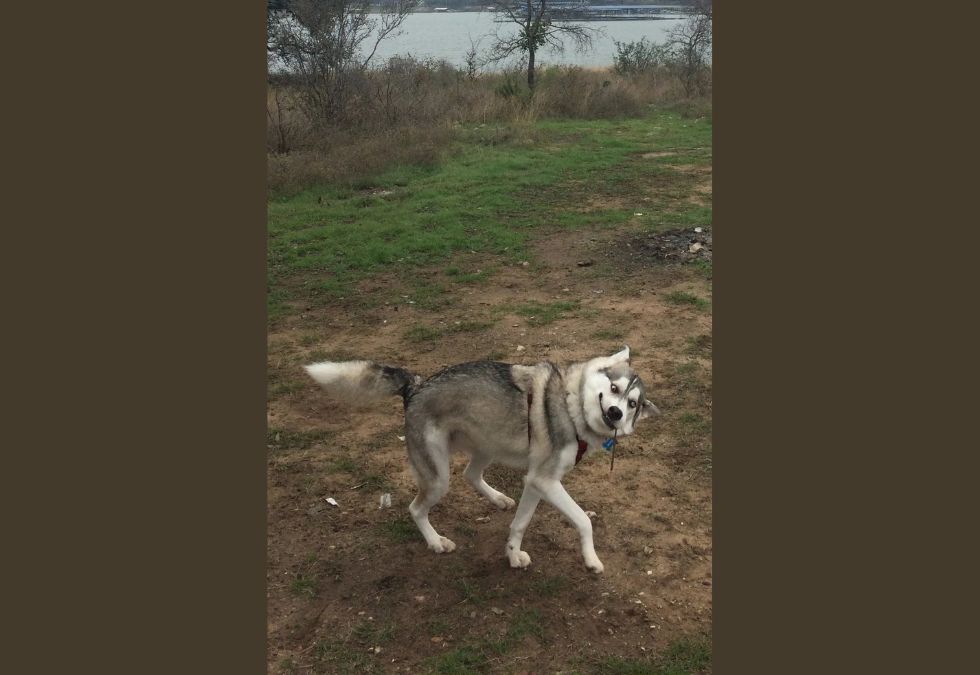 DUSTY HUSKY × CJ FLY 『NOT FOR SALE』 18 photos where something went really wrong