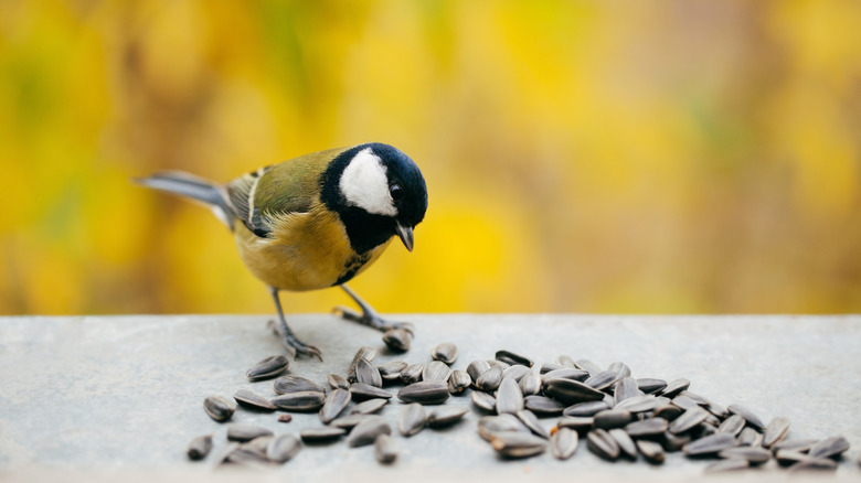 DIY a natural bird feeder with the help of these common yard scraps
