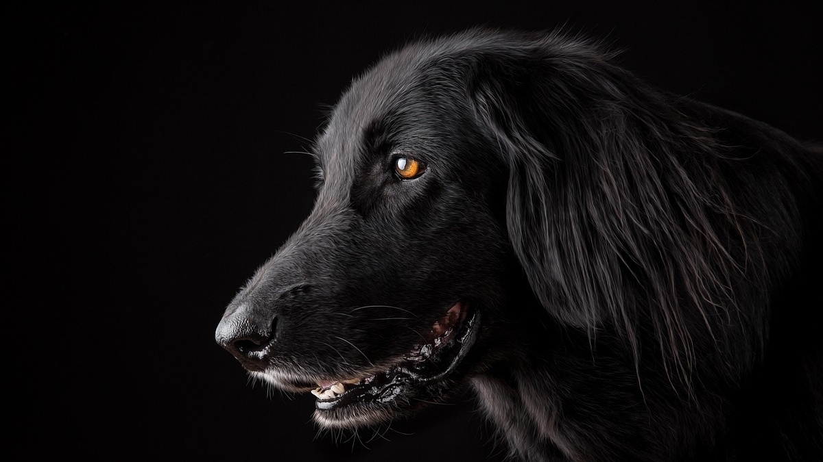 Is your dog having trouble defecating? Veterinarians reveal 10 simple ...