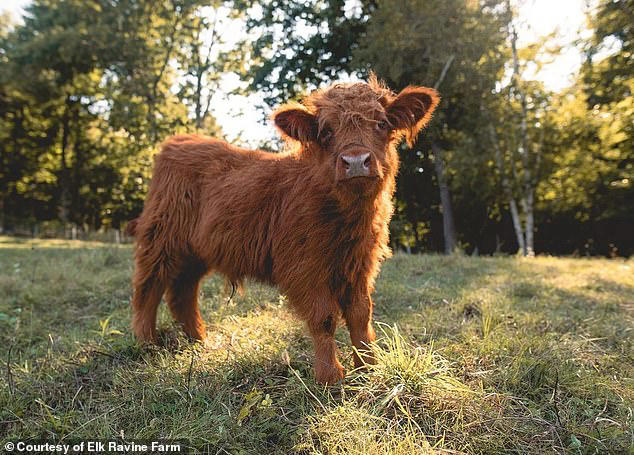 Teacup pigs are out as wealthy Americans spend thousands on Highland cows