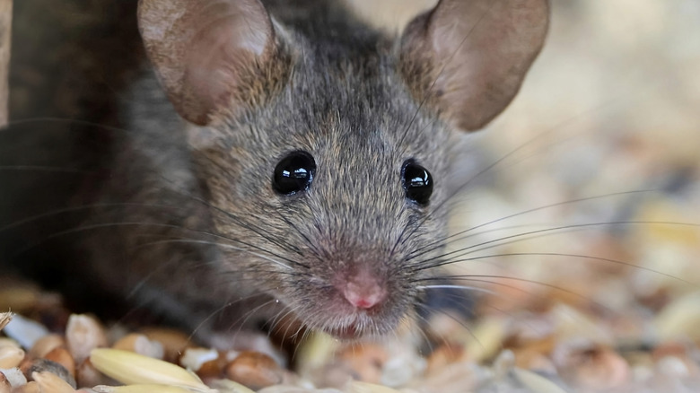 The DIY fix to stop mice from invading your home this winter