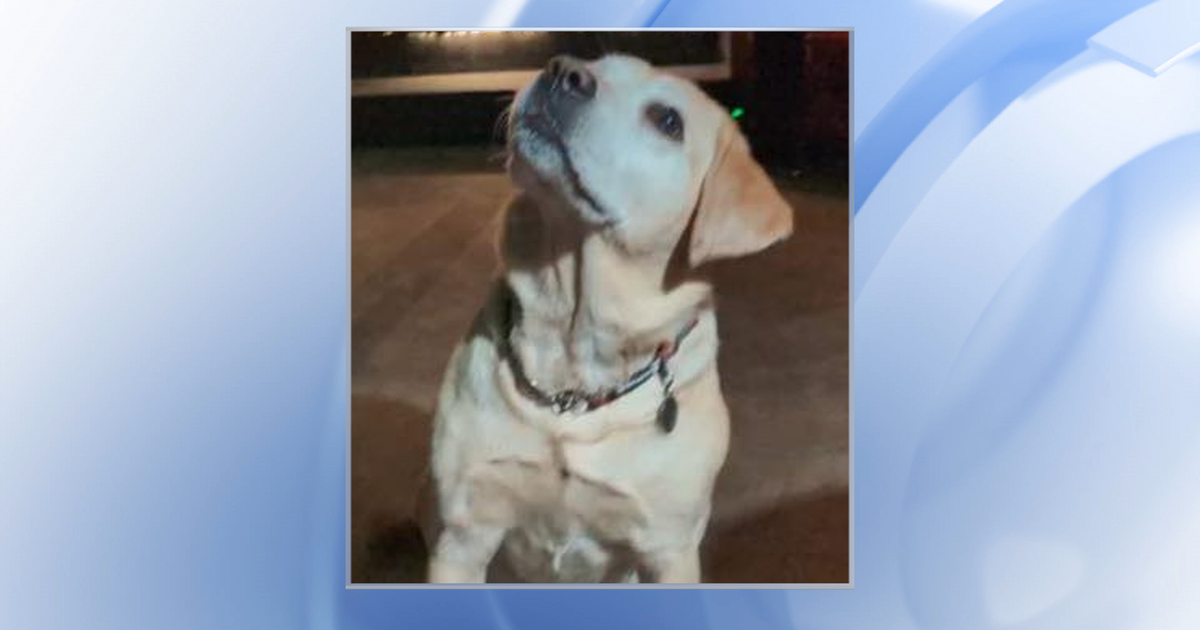 Service dog found after going missing Saturday, Carrboro police officers say<br><br>