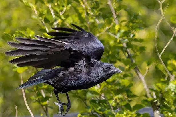 What makes crows so clever? The science behind their intelligence