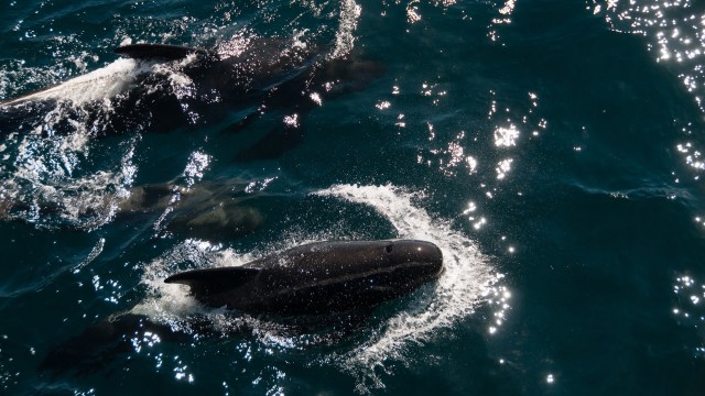 Scientists raise red flags on troubling trend among ocean predators ...