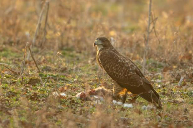 Rare birds seen in Essex in 2025 including one photographed for first ...