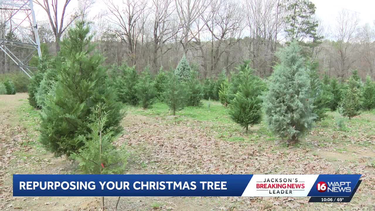 How to use your Christmas tree beyond the holidays