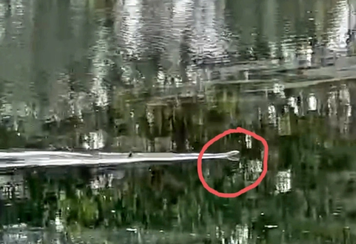 Thông tin thú vị về rắn hổ mang chúa ở Vườn quốc gia U Minh Thượng