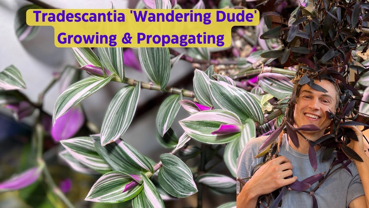 Tradescantia indoors - inch plant - complete growing guide & propagation
