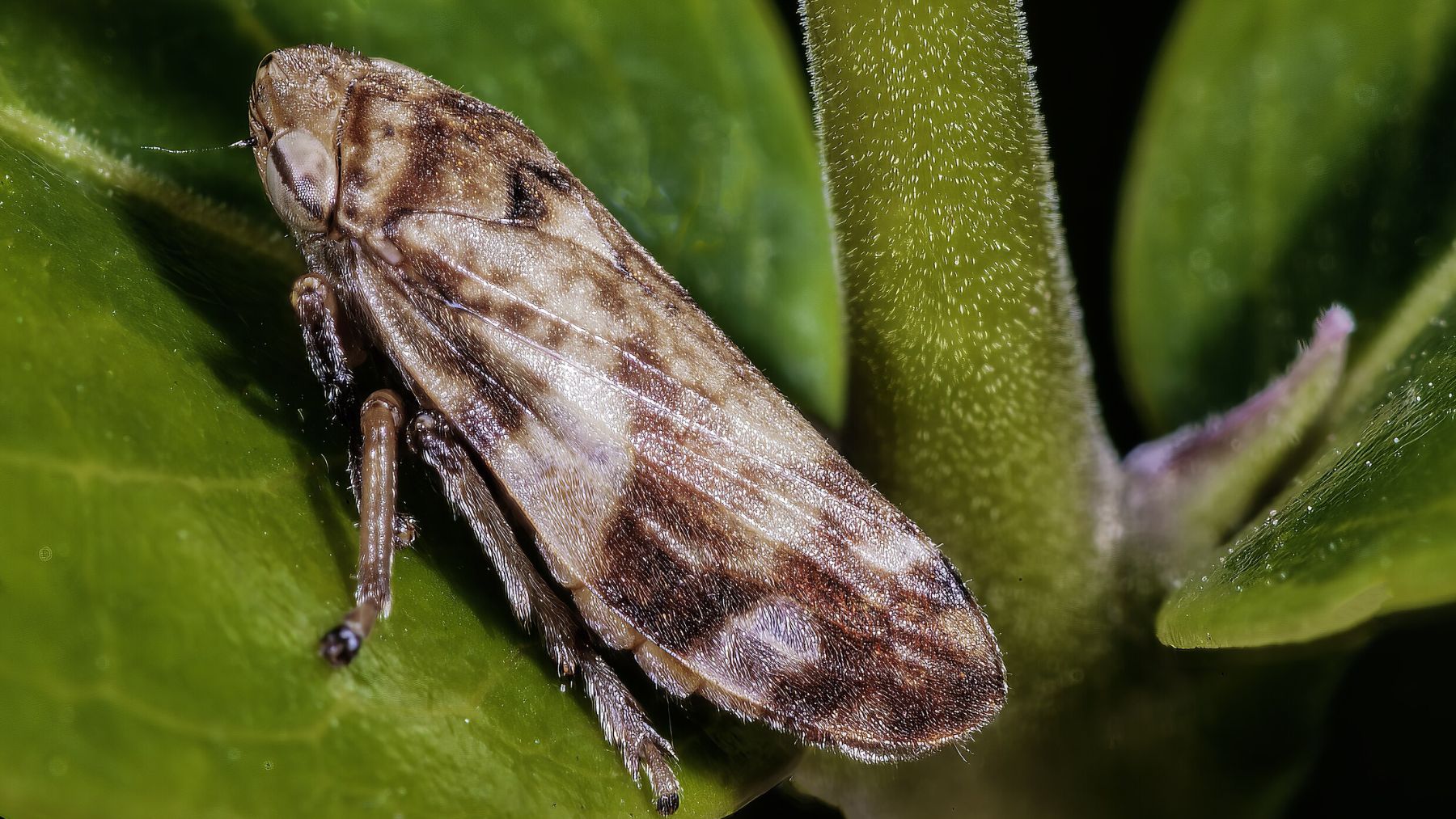 Creían que era inofensivo, pero este diminuto insecto ya amenaza a más ...