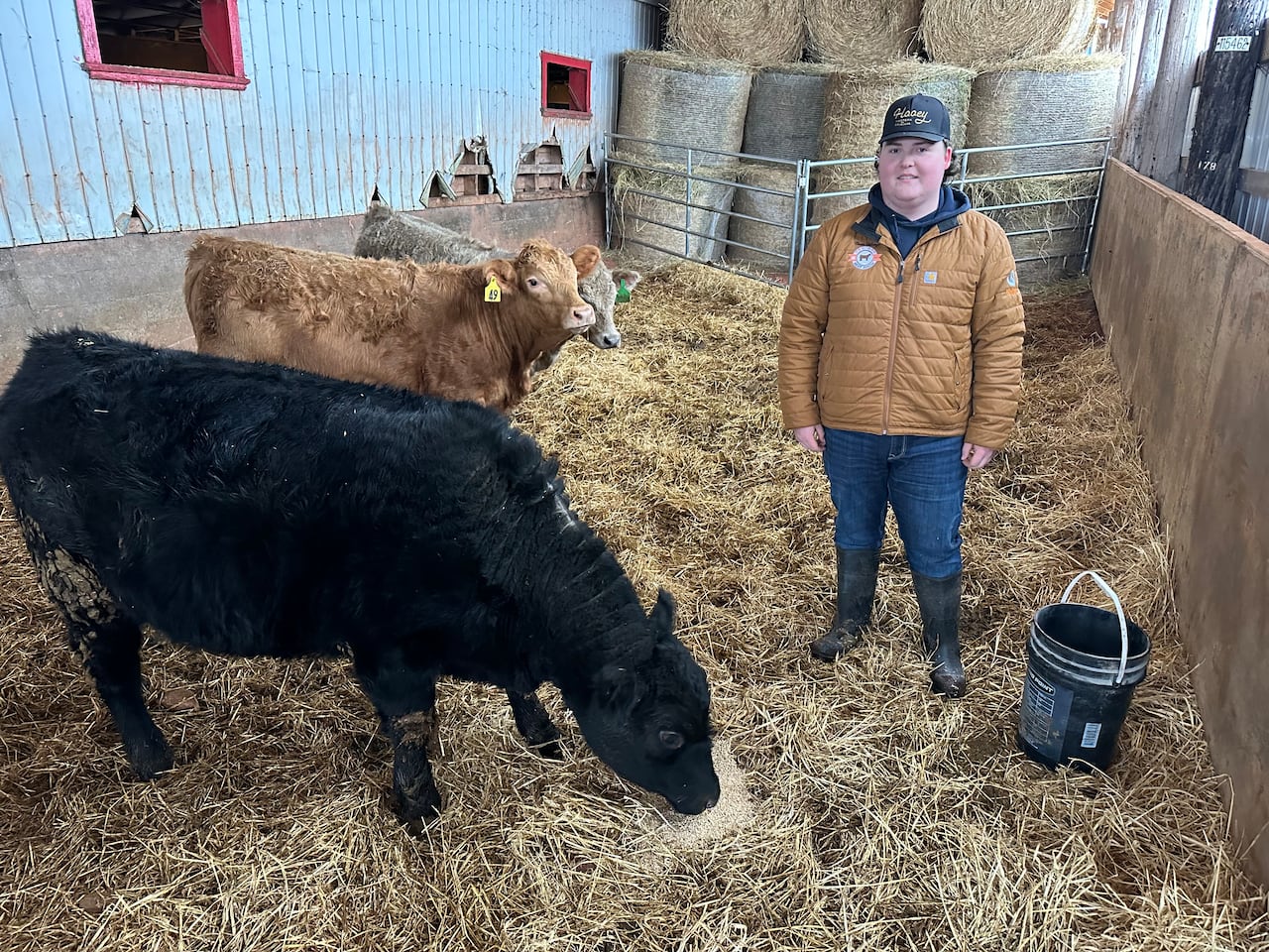 Island teen wins top junior award for Angus cattle