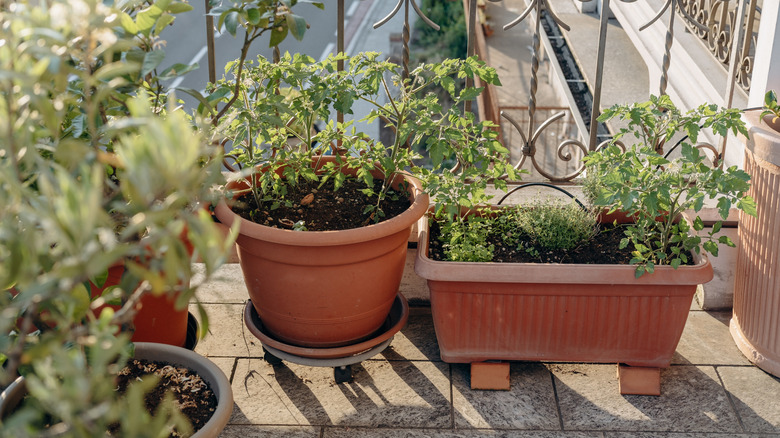 The mini melon variety that thrives when grown in containers