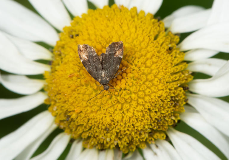 How to attract bats into your garden