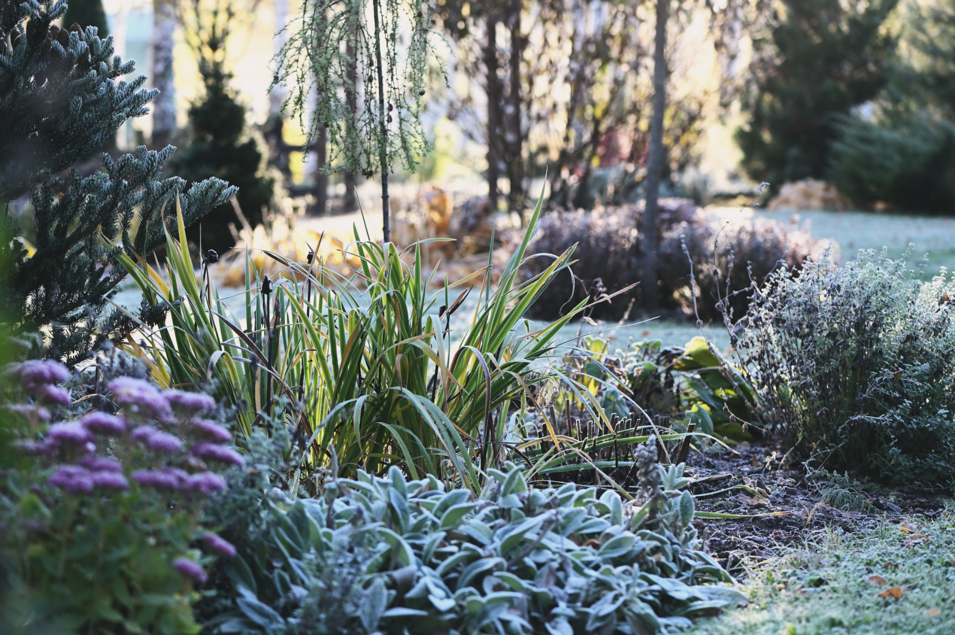 How to help your garden wildlife survive this winter