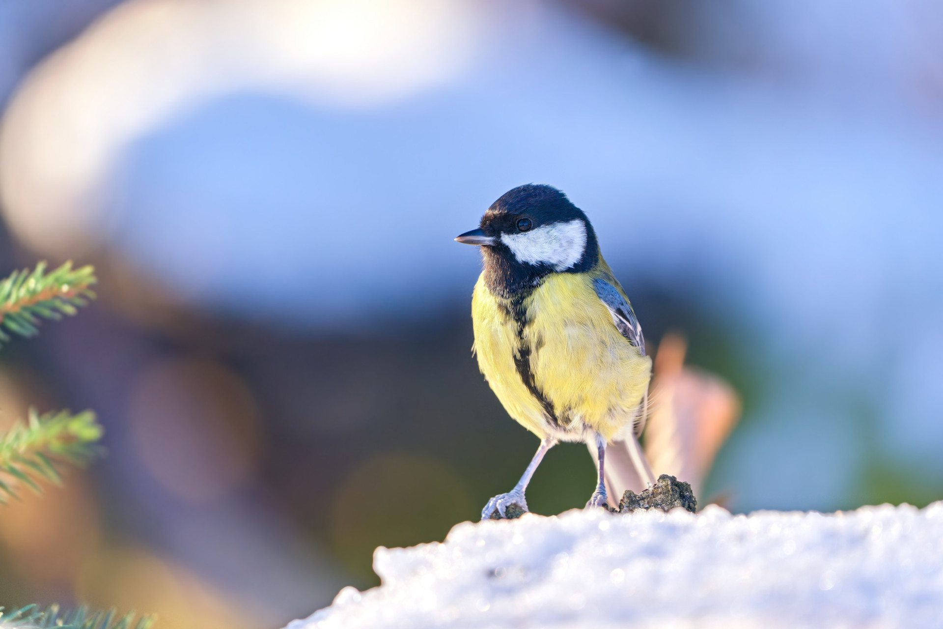 How to help your garden wildlife survive this winter
