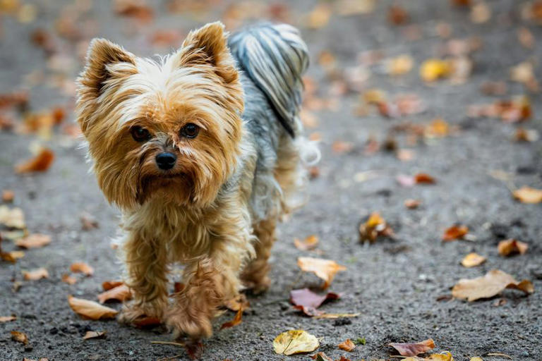 I always dreamed of getting a Yorkie, but these red flags scared me off