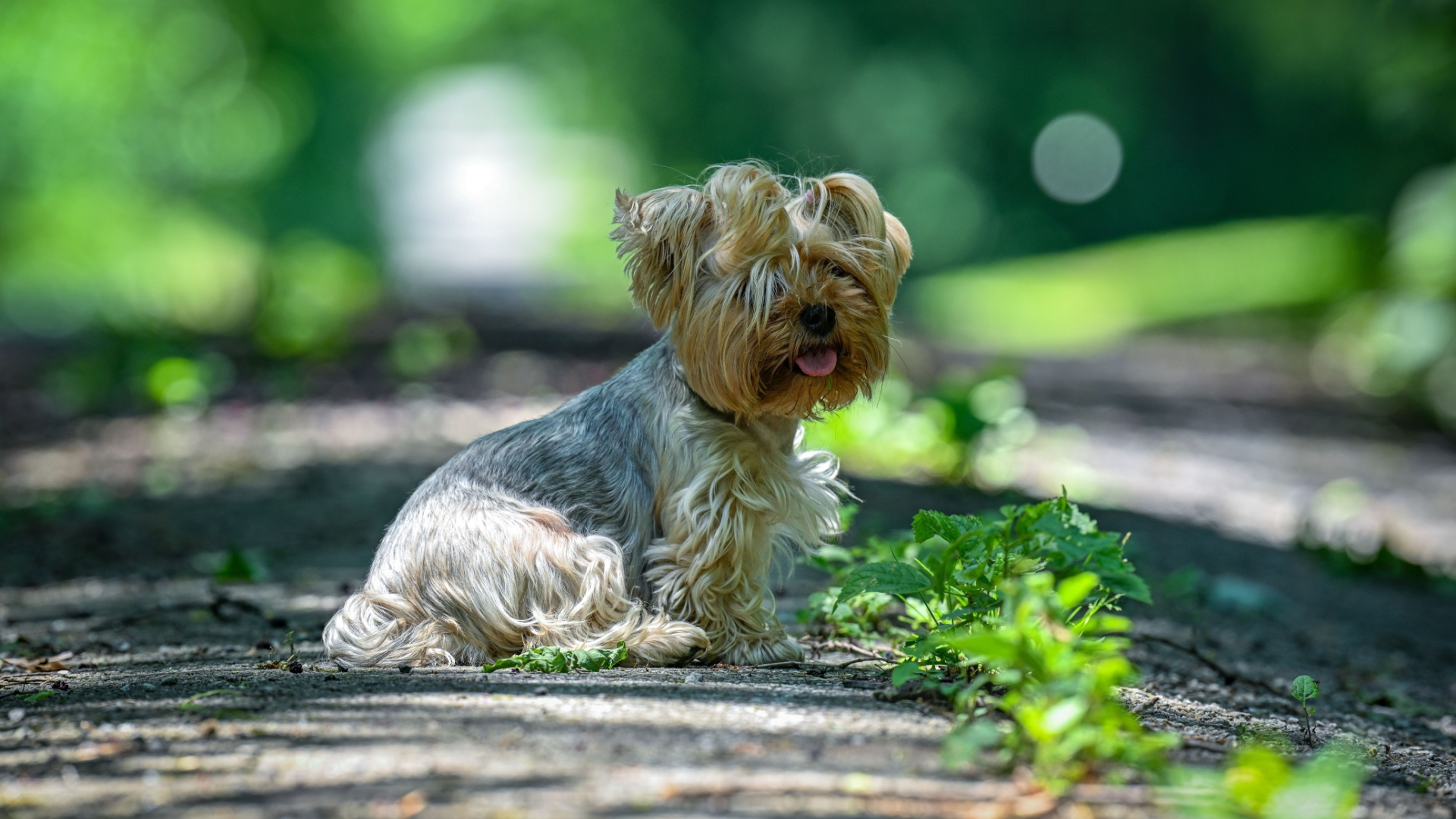 I always dreamed of getting a Yorkie, but these red flags scared me off