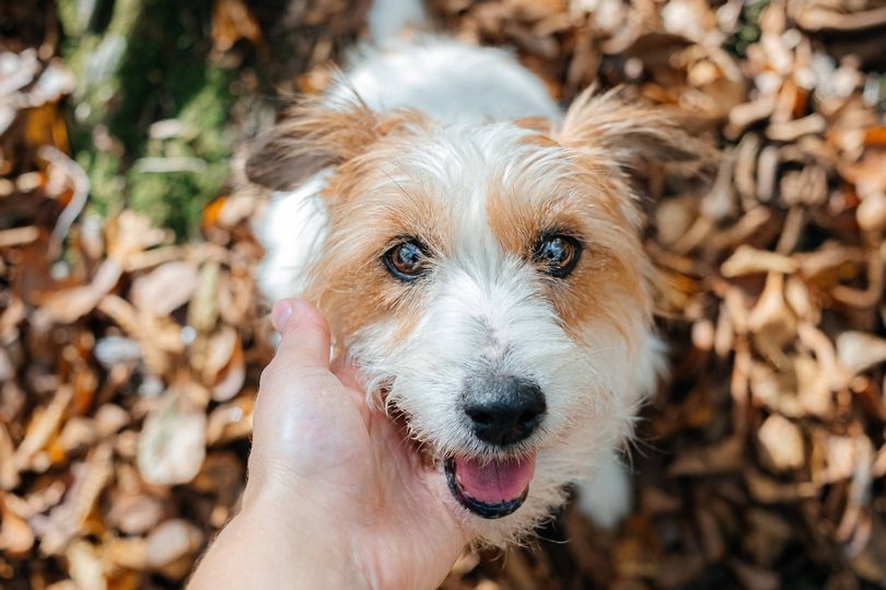 Your dog truly loves you if they do any of these 5 things