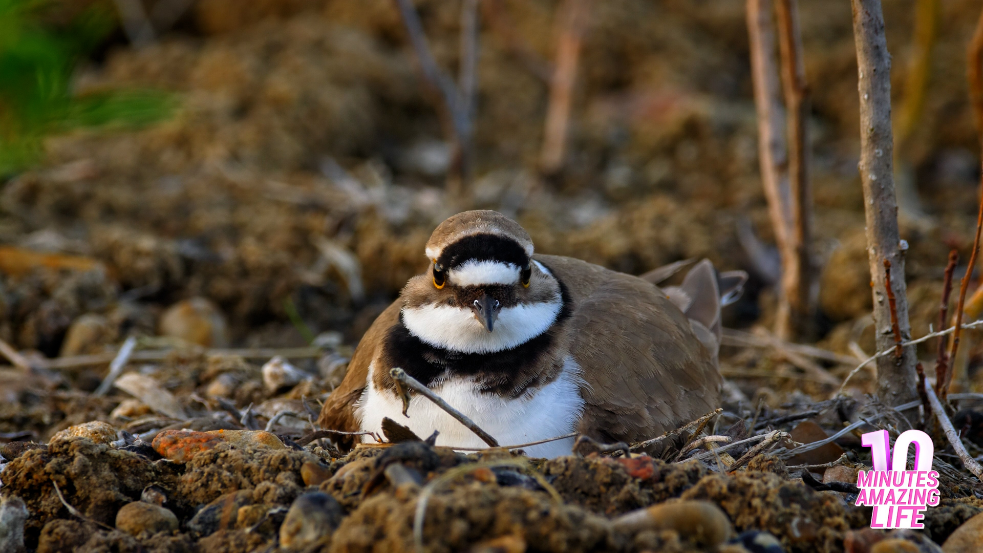 I found a bird nest hidden on open ground