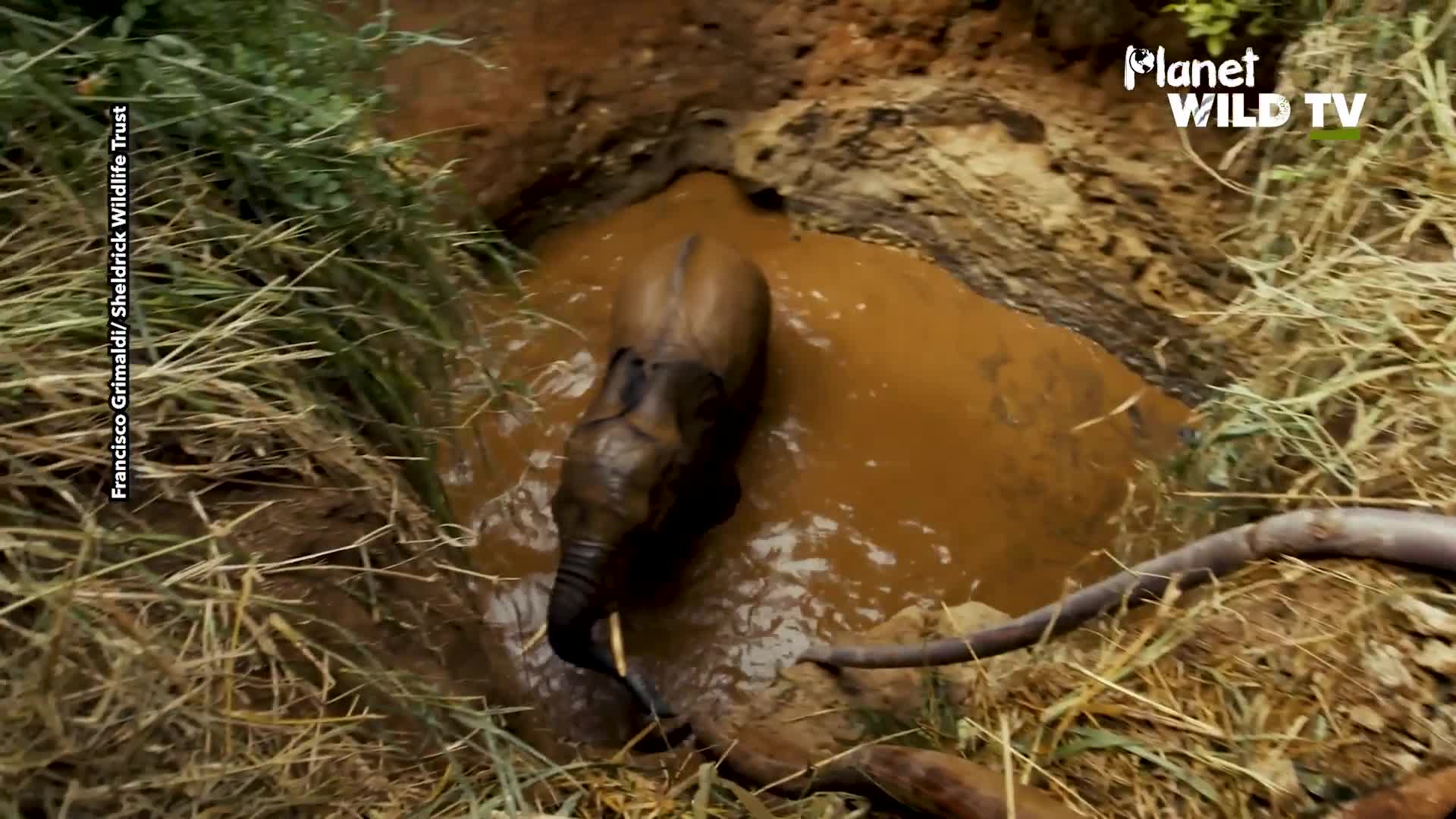 Our most complex elephant rescue operation yet
