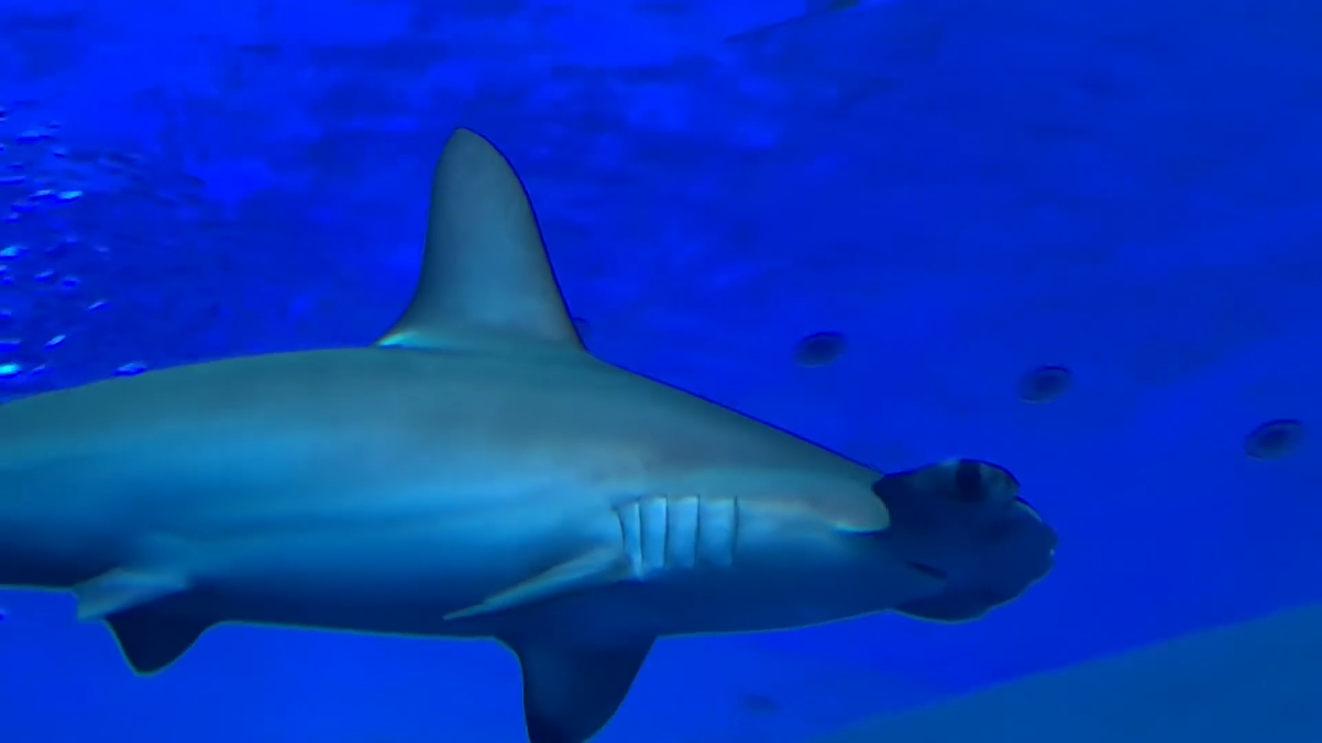 The most colorful fish you’ll ever see in a giant aquarium