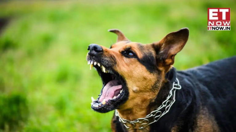Abhayrab rabies vaccine: Why Australia issued an advisory and how the ...
