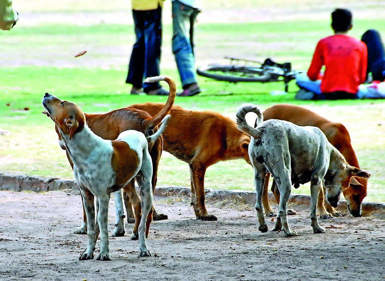 Teachers in Delhi to be appointed nodal officers in stray dog-related ...
