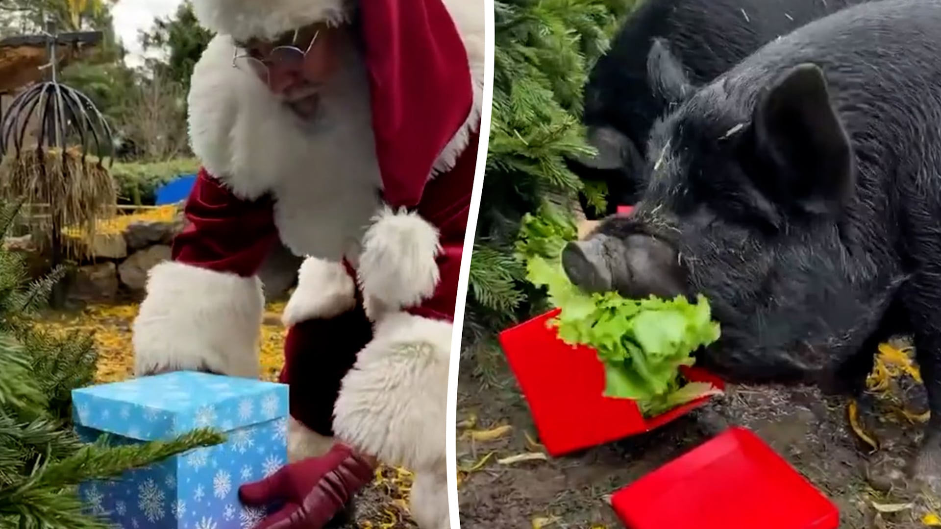 Santa delivers gifts to guinea hogs with Christmas birthday
