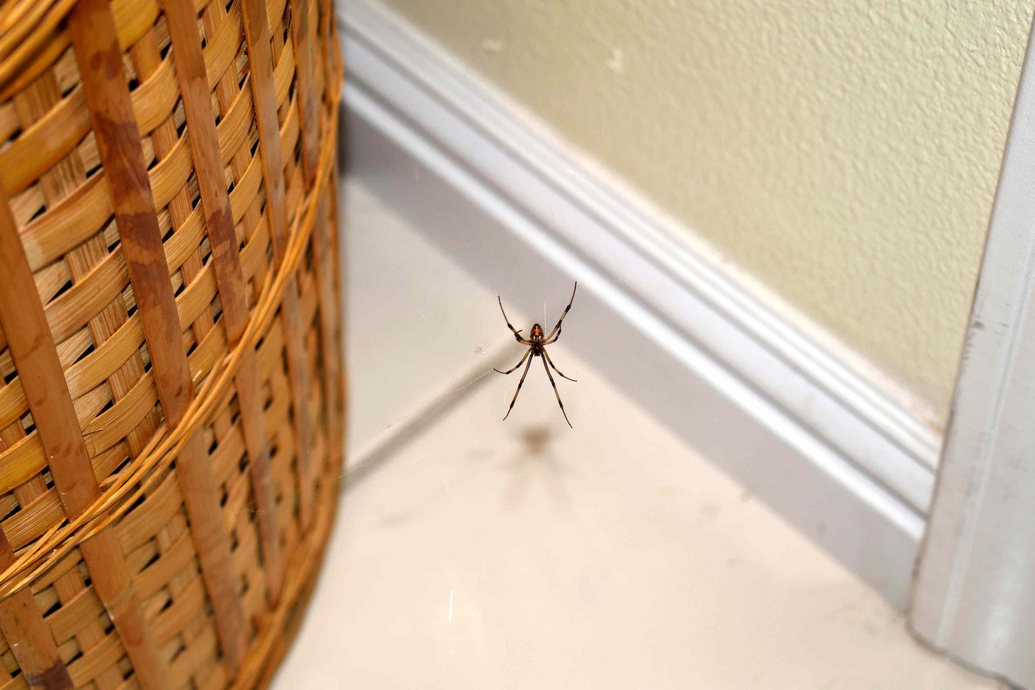 Do Mothballs Keep Spiders Away
