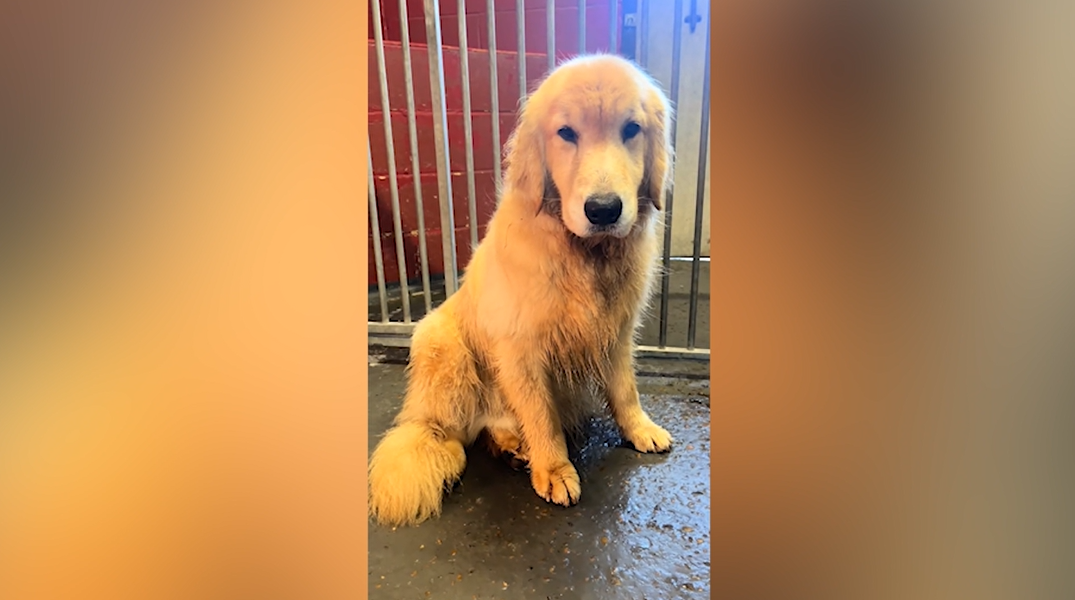 Tears as shaking dog rescued with 5 other dogs<br>