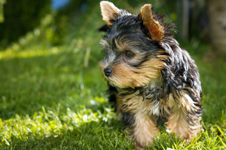 I always dreamed of getting a Yorkie, but these red flags scared me off