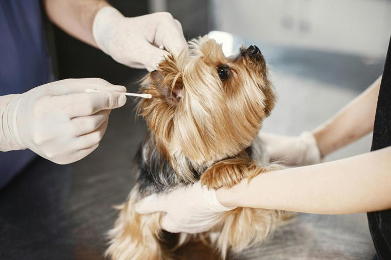 I always dreamed of getting a Yorkie, but these red flags scared me off