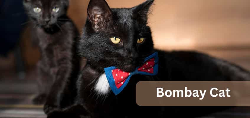 All about Bombay cats: The mini panther with a golden heart
