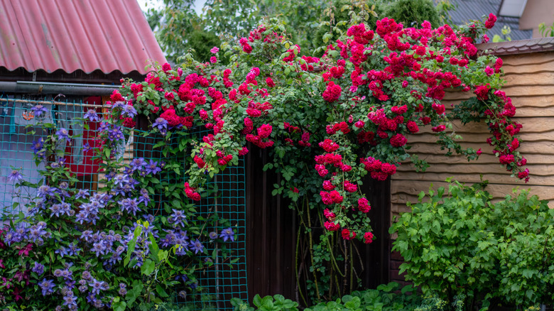 The large-flowered climbing plant that'll add color to your boring fence