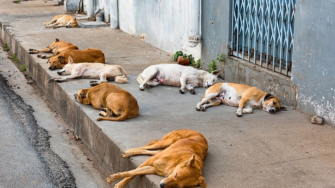 ‘Counting stray dogs’: A new task for teachers in Delhi